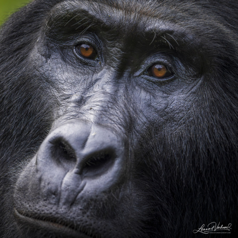 Mountain Gorilla (Uganda)