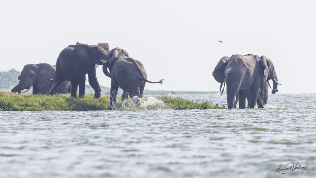 African Savanna Elephant