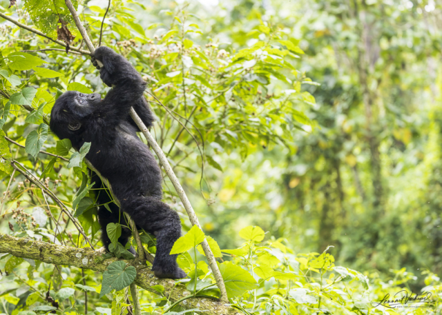 Mountain Gorilla (Uganda)