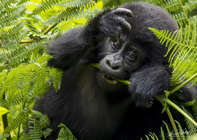 Mountain Gorilla (Uganda)