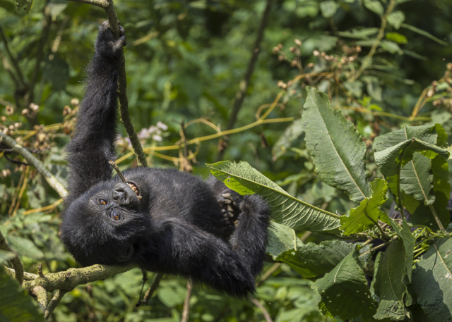 Mountain Gorilla (Uganda)
