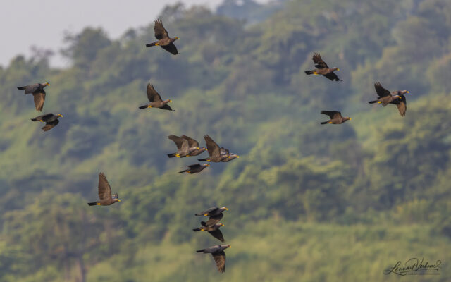 African Olive Pigeon (Uganda)