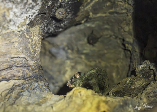 Lord Derby's Anomalure with Cyclops Roundleaf Bat (Uganda)