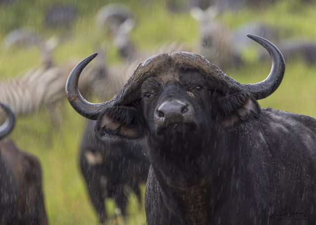 African Buffalo