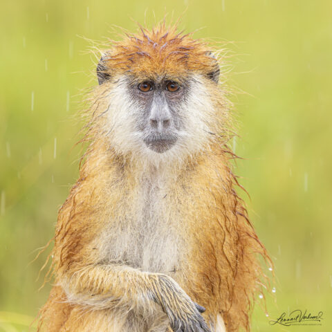 Patas Monkey