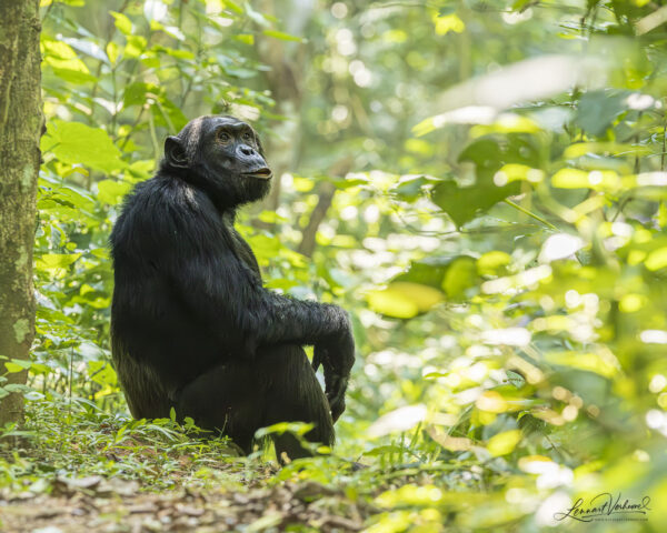 Chimpanzee (Uganda)