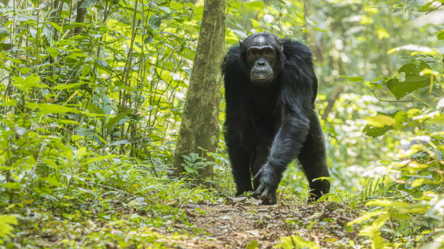 Chimpanzee (Uganda)