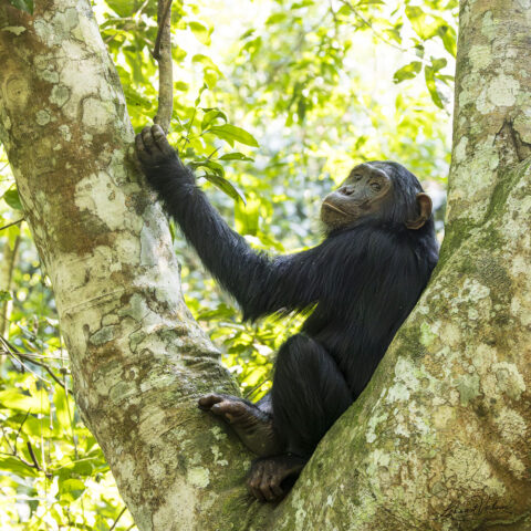 Chimpanzee (Uganda)