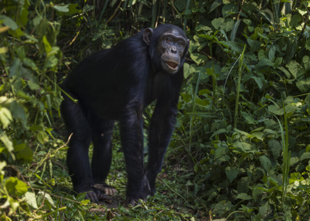 Chimpanzee (Uganda)