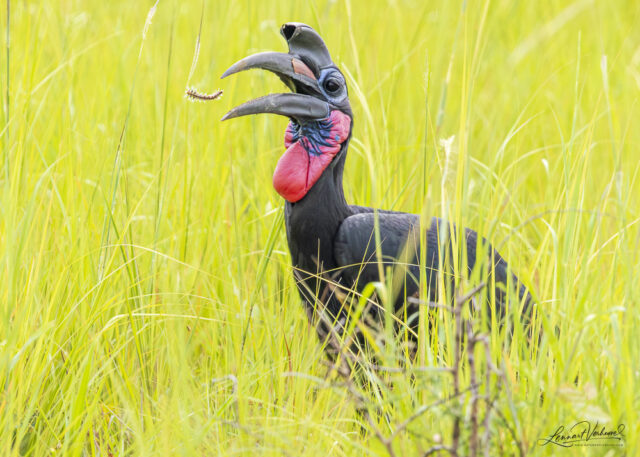 Abyssinian Ground Hornbill