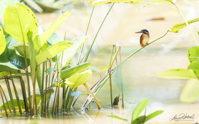White-bellied Kingfisher (Uganda)
