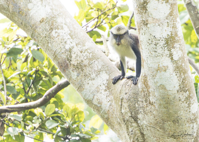 Dent's Monkey (Uganda)