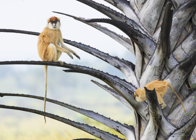 Patas Monkey