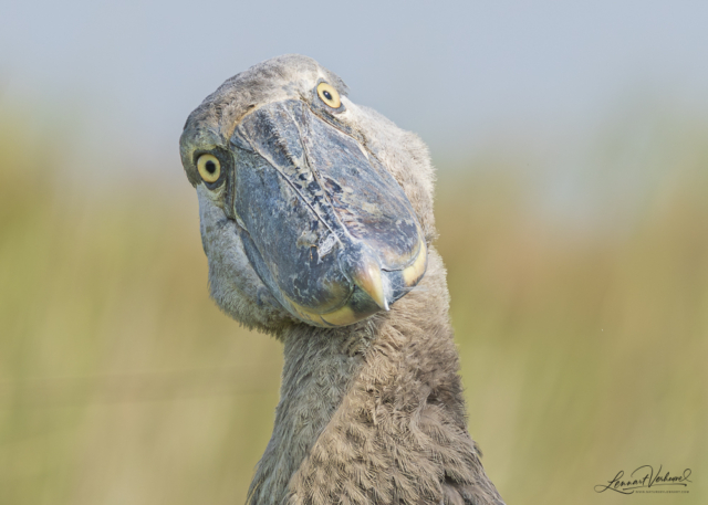 Shoebill, Uganda