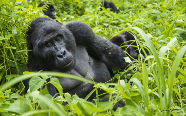 Mountain Gorilla (Uganda)