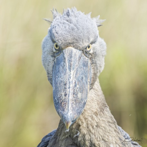 Shoebill, Uganda