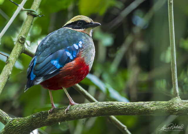 Green-breasted Pitta (Uganda)