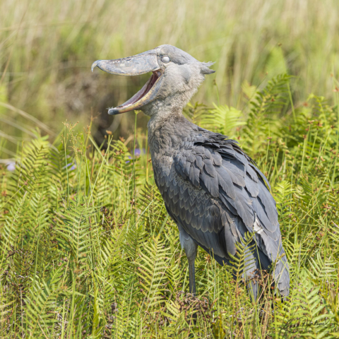 Shoebill, Uganda