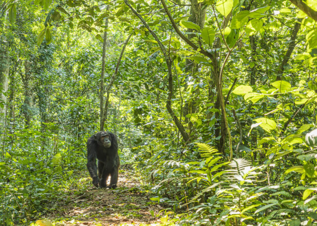 Chimpanzee (Uganda)