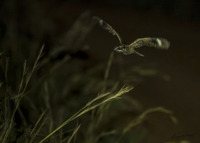 Swamp Nightjar