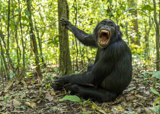 Chimpanzee (Uganda)