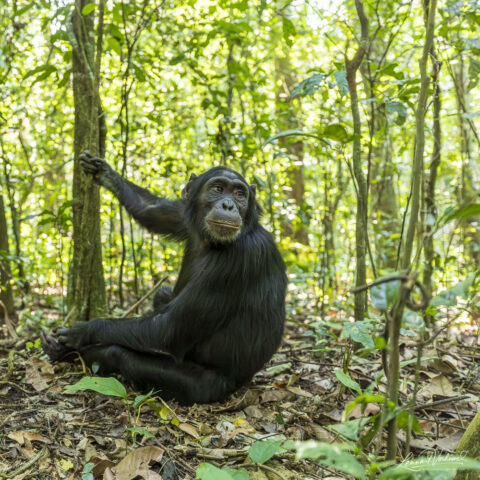 Chimpanzee (Uganda)