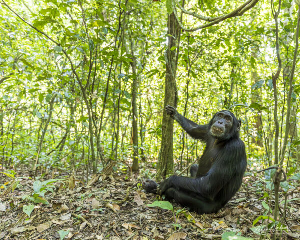Chimpanzee (Uganda)
