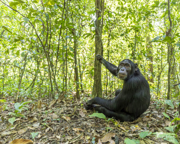 Chimpanzee (Uganda)