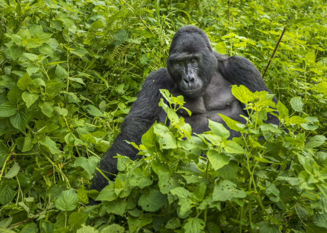 Mountain Gorilla (Uganda)