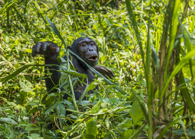 Chimpanzee (Uganda)