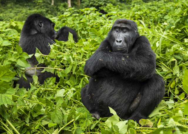 Mountain Gorilla (Uganda)