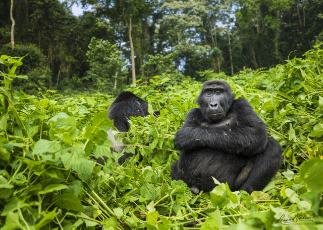 Mountain Gorilla (Uganda)