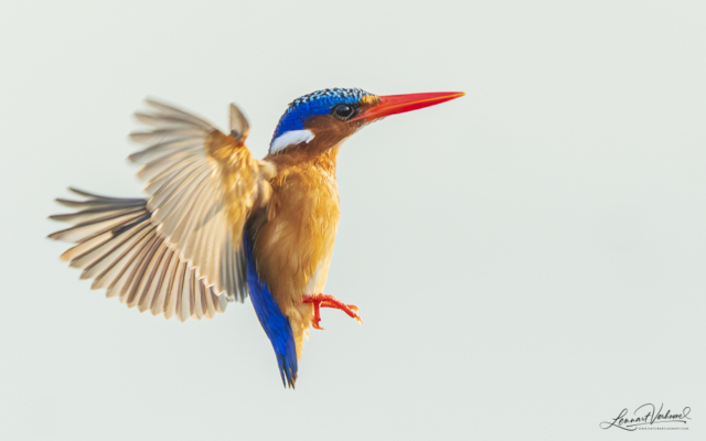 Malachite Kingfisher, Uganda