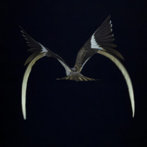 Pennant-winged Nightjar