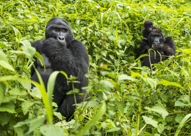 Mountain Gorilla (Uganda)