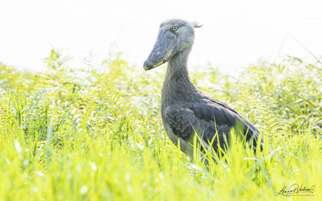 Shoebill, Uganda