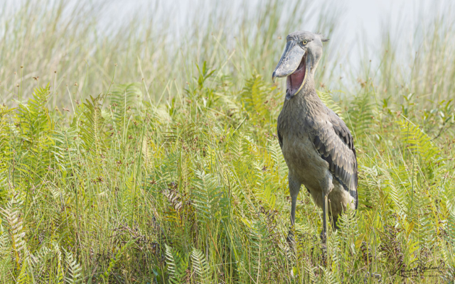 Shoebill, Uganda