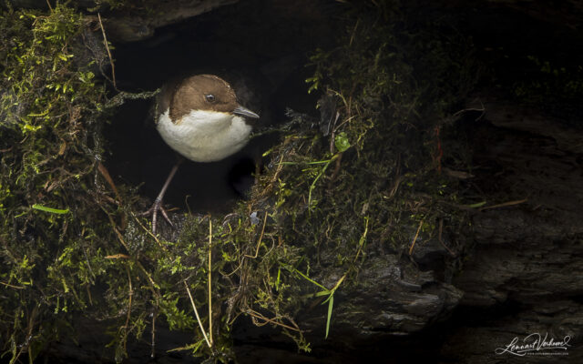 White-throated Dipper (The Netherlands)