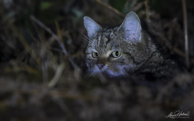 European Wildcat (The Netherlands)