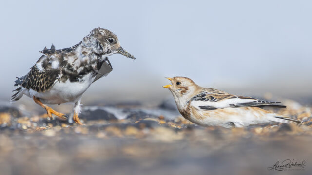 Snow Bunting and Ruddy Turnstone (The Netherlands)