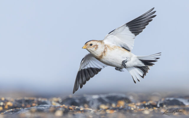 Snow Bunting (The Netherlands)