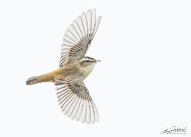 Sedge Warbler (The Netherlands)