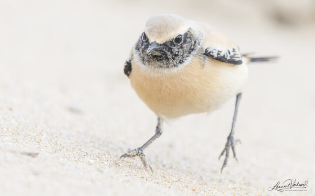 Desert Wheatear (The Netherlands)