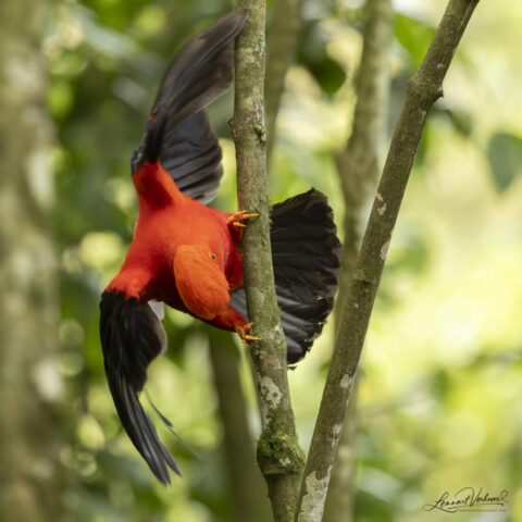 Andean Cock-of-the-rock