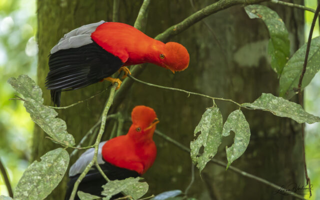 Andean Cock-of-the-rock