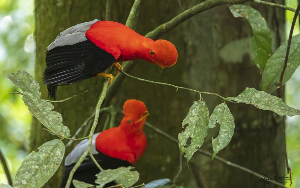 Andean Cock-of-the-rock