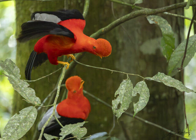 Andean Cock-of-the-rock