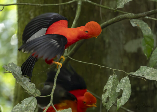 Andean Cock-of-the-rock