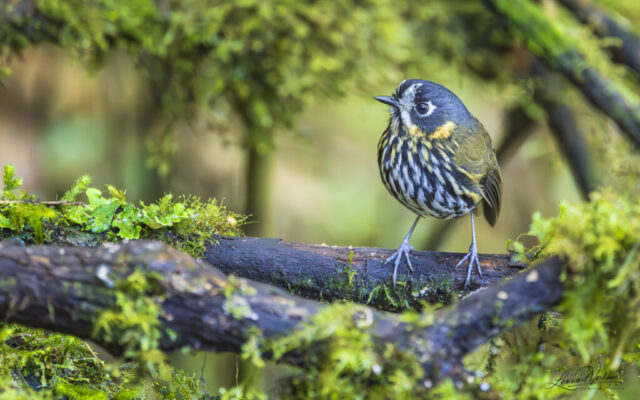 Crescent-faced Antpitta (Colombia)