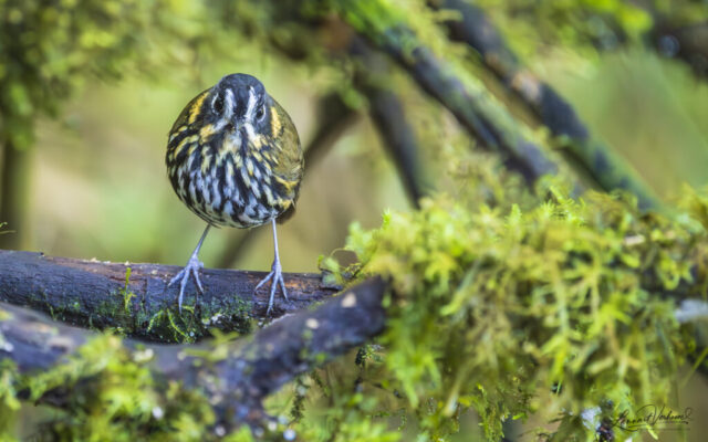 Crescent-faced Antpitta (Colombia)